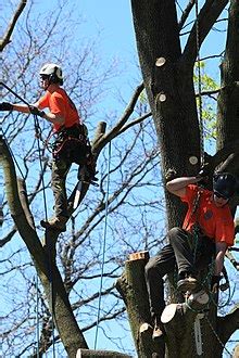 arborist reddit|arborist wikipedia.